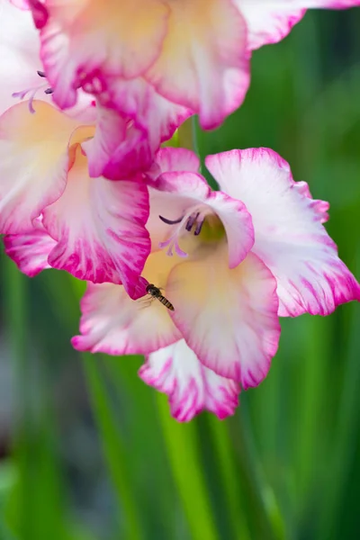イギリス イギリスの8月に庭のホバーフライとピンクグラジオリの花 — ストック写真