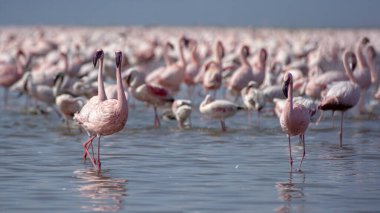 Küçük Pembe Flamingolar Phoenicopterus minör Nakuru Gölü Kenya Doğu Afrika