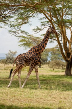 Kenya, Nakuru Gölü 'nde Rothschild Zürafası (Giraffa camelopardalis rothschild). Rothschild Zürafası vahşi doğada sadece birkaç yüz tür ile nesli tükenmekte olan ikinci türdür.