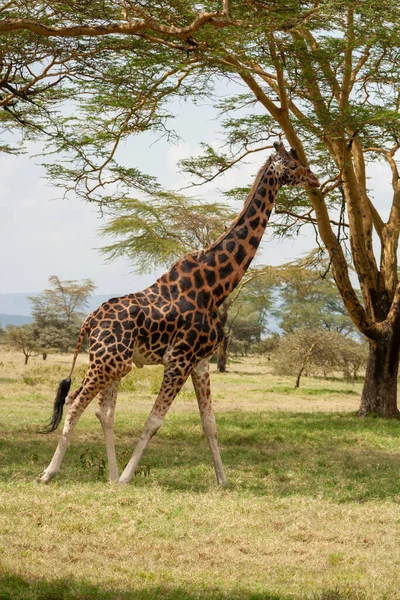 Kenya, Nakuru Gölü 'nde Rothschild Zürafası (Giraffa camelopardalis rothschild). Rothschild Zürafası vahşi doğada sadece birkaç yüz tür ile nesli tükenmekte olan ikinci türdür.