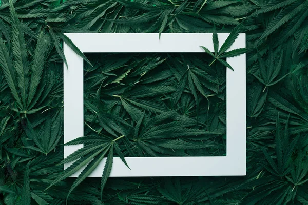 Wit Frame Een Achtergrond Van Groene Marihuana Bladeren Minimale Vlakke — Stockfoto