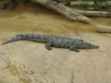 Timsah, bir amfibi hayvan.