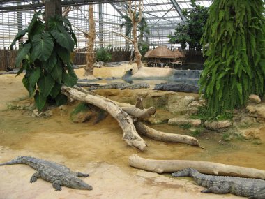 Timsah, bir amfibi hayvan.