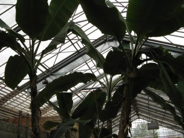 Muz ağacı, tropikal bir ağaç.