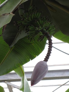 Muz ağacı, tropikal bir ağaç.