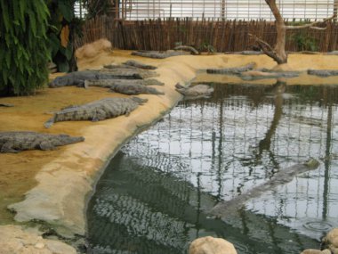 Timsah, bir amfibi hayvan.