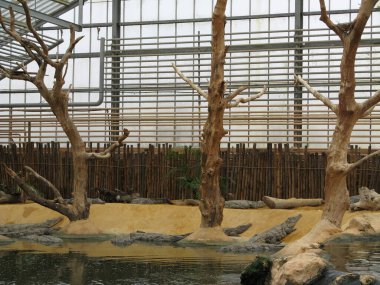 Timsah, bir amfibi hayvan.