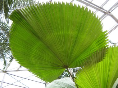 Tropikal bitki örtüsü, yeşil doğa