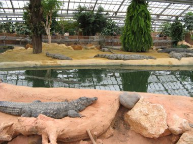 Timsah, bir amfibi hayvan.