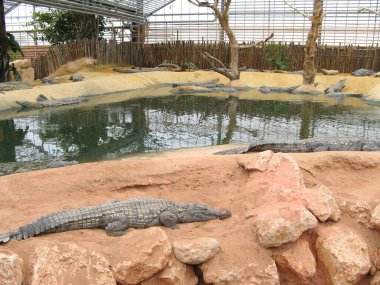 Timsah, bir amfibi hayvan.