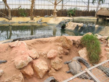 Timsah, bir amfibi hayvan.