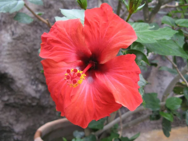 Una Hermosa Flor Tropical — Foto de Stock