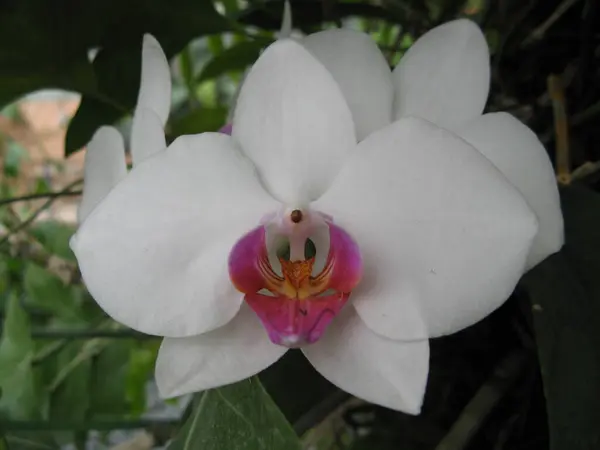 Una Hermosa Flor Tropical —  Fotos de Stock