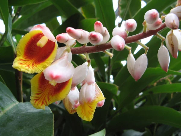 Una Hermosa Flor Tropical —  Fotos de Stock