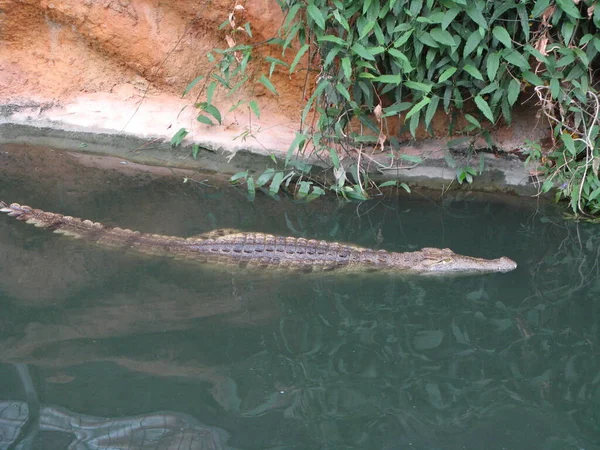 Krokodýl Obojživelné Zvíře — Stock fotografie