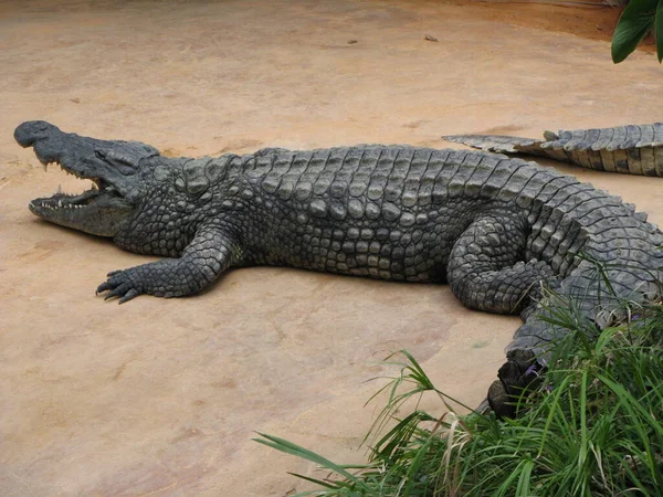 Crocodilo Animal Anfíbio — Fotografia de Stock