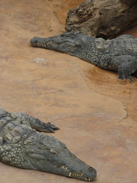 Krokodil Een Amfibisch Dier — Stockfoto