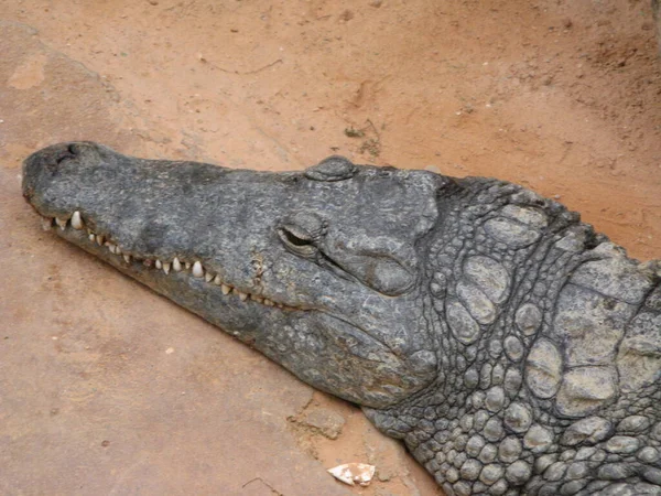 Crocodil Animal Amfibian — Fotografie, imagine de stoc