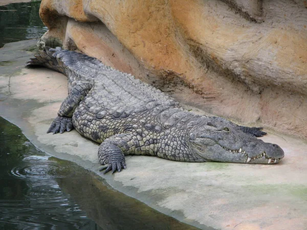 Krokodyl Zwierzę Płazów — Zdjęcie stockowe