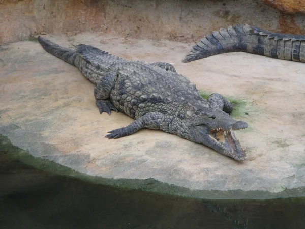 Крокодил Амфибия — стоковое фото