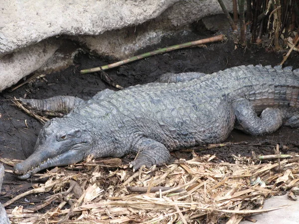 Krokodyl Zwierzę Płazów — Zdjęcie stockowe
