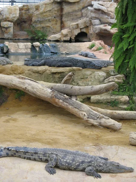 Κροκόδειλος Ένα Αμφίβιο Ζώο — Φωτογραφία Αρχείου