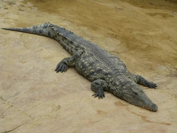 Krokodil Ein Amphibientier — Stockfoto