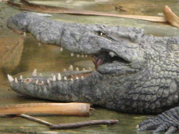 Krokodil Ett Groddjur — Stockfoto