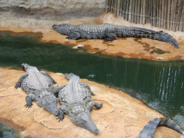 Krokodil Ett Groddjur — Stockfoto