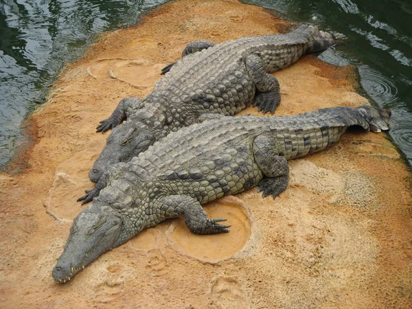 Crocodilo Animal Anfíbio — Fotografia de Stock