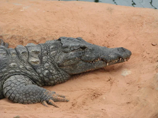 Krokodýl Obojživelné Zvíře — Stock fotografie