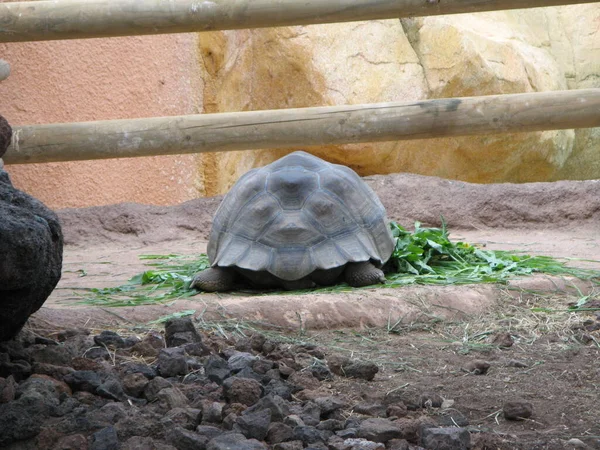 Een Schildpad Een Dierentuin — Stockfoto