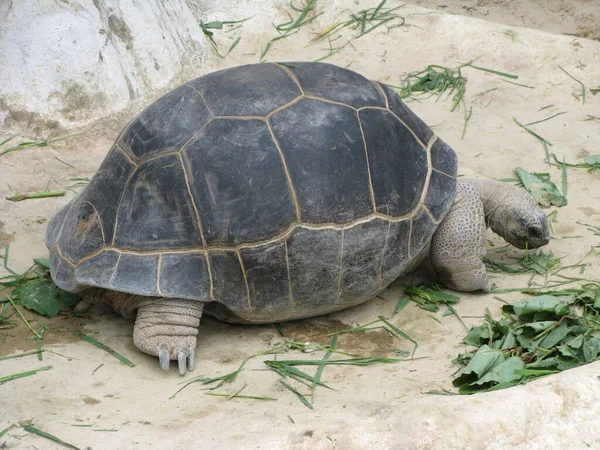 Una Tortuga Zoológico — Foto de Stock