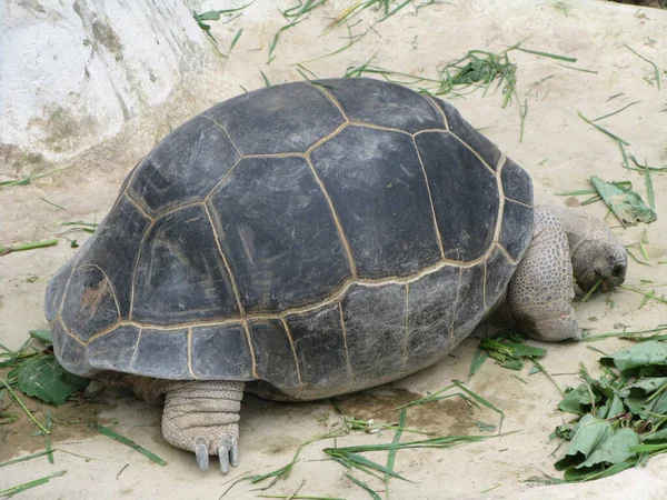 Een Schildpad Een Dierentuin — Stockfoto