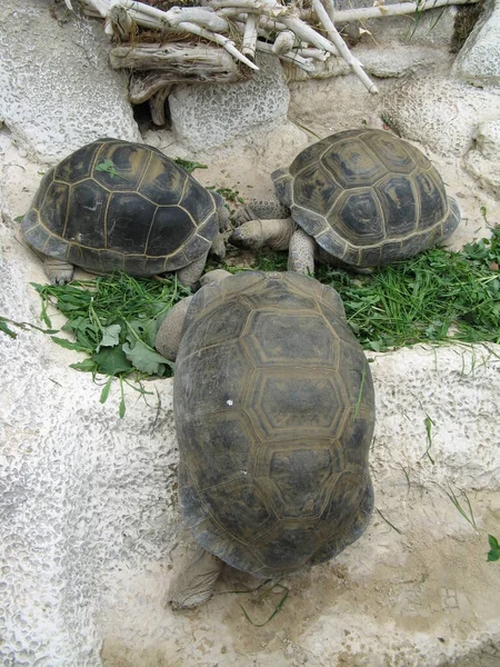 Een Schildpad Een Dierentuin — Stockfoto