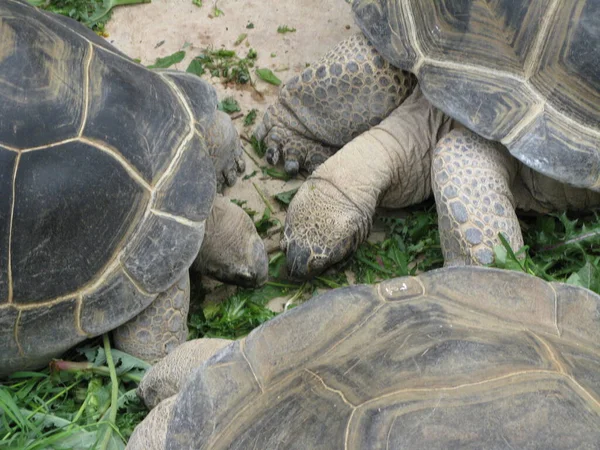 Een Schildpad Een Dierentuin — Stockfoto