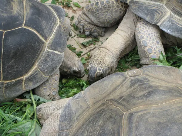 Een Schildpad Een Dierentuin — Stockfoto