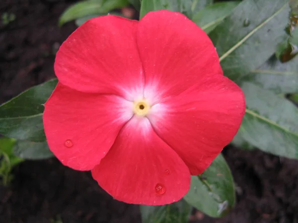 Una Hermosa Flor Tropical — Foto de Stock