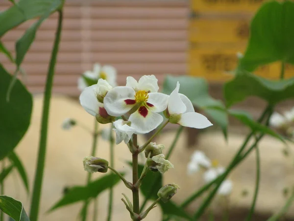 Una Hermosa Flor Tropical —  Fotos de Stock