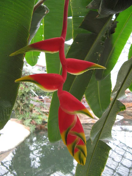 Beautifull Tropical Flower — Stock Photo, Image