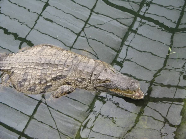 Crocodile Amphibian Animal — Stock Photo, Image