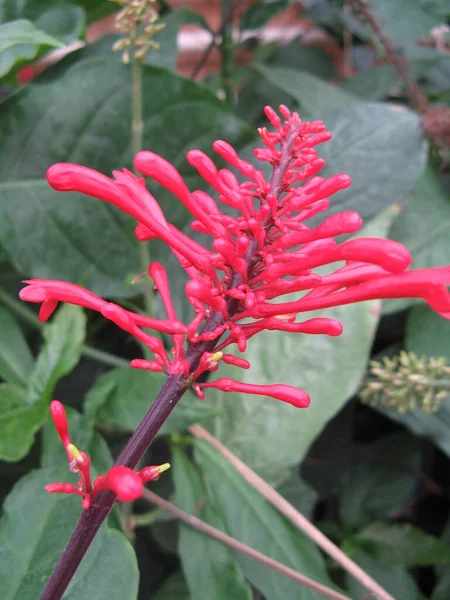 Krásná Tropická Květina — Stock fotografie