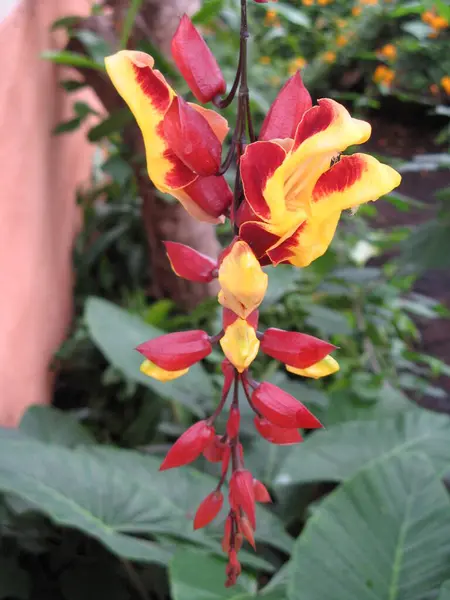 Una Hermosa Flor Tropical —  Fotos de Stock