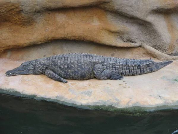 Crocodilo Animal Anfíbio — Fotografia de Stock