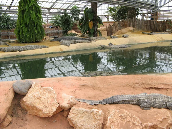 Crocodilo Animal Anfíbio — Fotografia de Stock