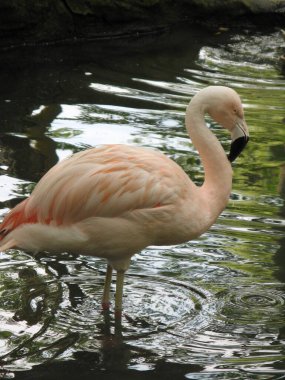 Hayvanat bahçesinde bir flamingo