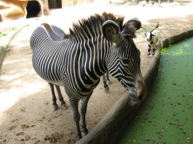Zebra hayvanat bahçesinde