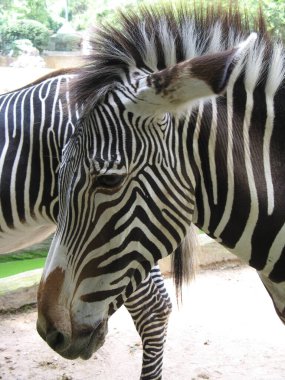 Zebra hayvanat bahçesinde