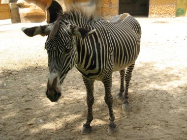 Zebra hayvanat bahçesinde