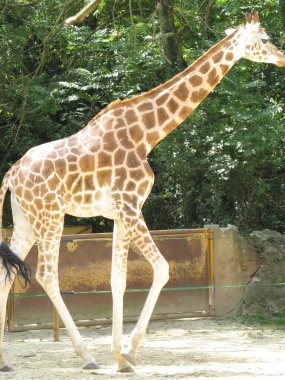 Hayvanat bahçesindeki bir zürafa